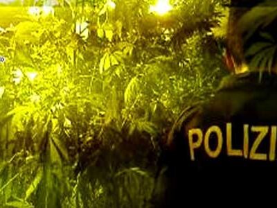 Sequestrata piantagione di marijuana di … “padre ignoto”