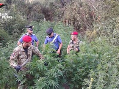 Assessore all’Agricoltura coltivava cannabis: 2 arresti a SanTeodoro
