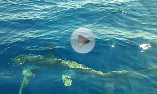 Avvistato squalo volpe nella spiaggia di Torre Salsa – VIDEO