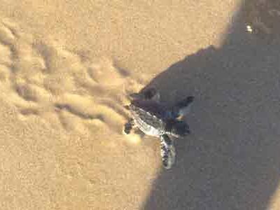 Nidifica una tartaruga marina: è festa per il WWF