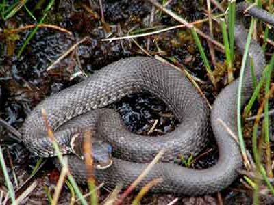 Un serpente morde una bimba di 10 anni