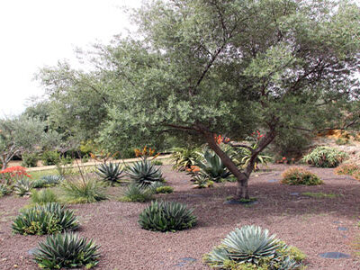 Il Giardino botanico del Libero Consorzio candidato per “I luoghi del cuore” 2016 del FAI