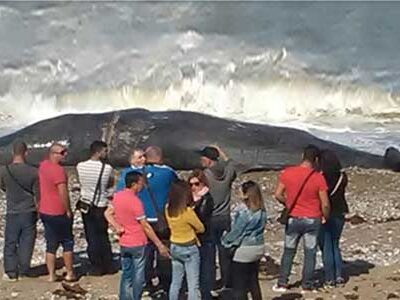Una balena di quasi dieci metri, si è spiaggiata nel litorale di Aspra
