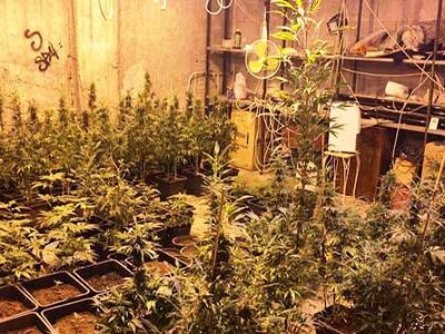 Scoperta una piantagione di cannabis in un garage: trovate 85 piante di canapa indiana