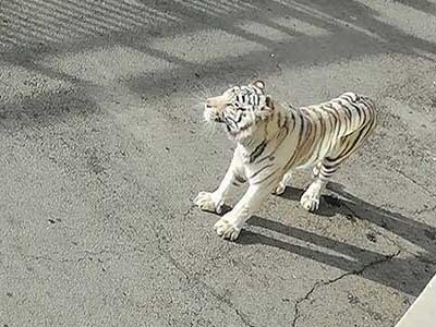 Panico a Monreale. Una  tigre fugge dal circo e vaga per le strade cittadine: catturata  FOTO e VIDEO