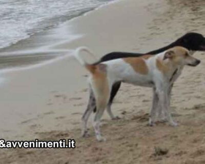 50enne aggredito da due cani mentre fa jogging sulla spiaggia: per salvarsi si getta in mare