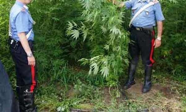 Polizia di Stato sequestra 244kg di piante di Cannabis e arresta 2 persone