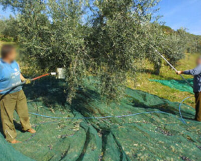 Rubavano olive in un terreno altrui fingendosi proprietari: padre e figlio arrestati dai carabinieri