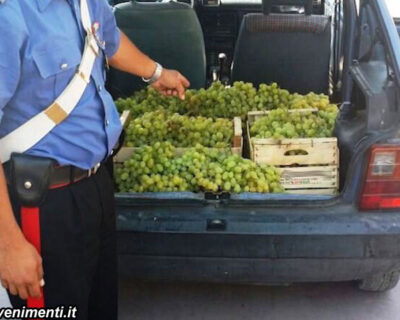 Rubano 8 quintali d’uva. Arrestati in 4, l’agricoltore ai ladri: “Grazie, l’avete raccolta al posto mio”