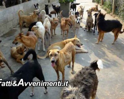 M5S Sciacca: “Chiediamo verifica procedure immissione dei cani sul territorio e controllo dei cani padronali”