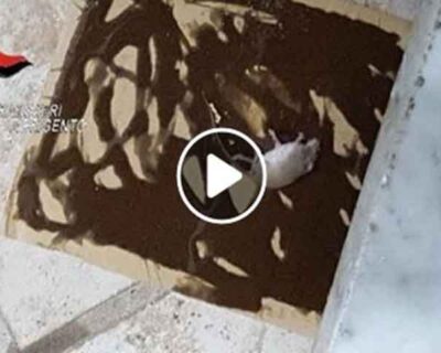 Topo morto nella cucina di un ristorante di Favara – VIDEO -I Carabinieri mettono i sigilli al locale