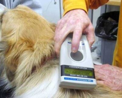 L’ASP di Agrigento detta nuove norme per la microchippatura dei cani: per la Lav “sono sbagliate e vanno annullate”