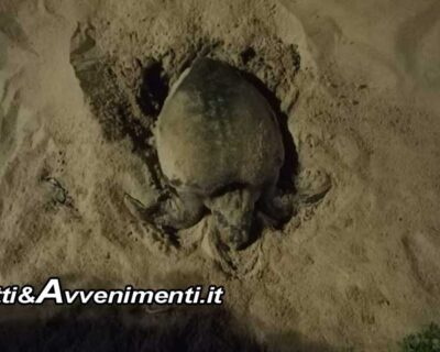 Tartaruga caretta-caretta depone uova sulla spiaggia: WWF, Guardia Costiera e Carabinieri per mettere in sicurezza la zona