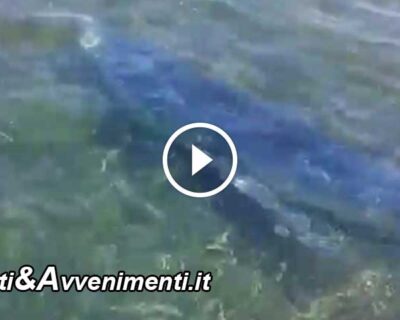 Squalo a pochi metri dal porto di Trapani ripreso da due pescatori – VIDEO