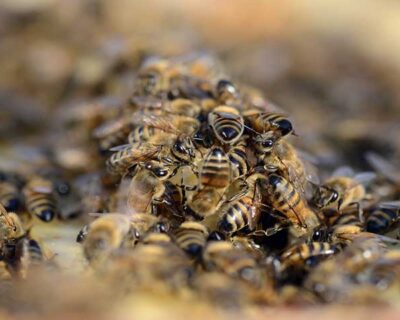 Campobello di Mazara. Sciame di api assale agricoltore che muore per shock anafilattico