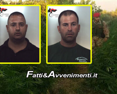 Centuripe (Enna). Carabinieri sequestrano piantagione di cannabis da 75mila euro e arrestano due catanesi