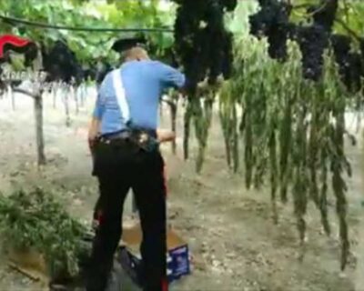 Palma di Montechiaro. Arrestati zio e nipote: essiccavano foglie di “Marijuana” tra i filari d’uva