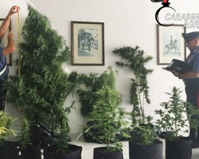 Canicattì. Blitz all’interno di un’abitazione, arrestato 30enne: coltivava marijuana in giardino