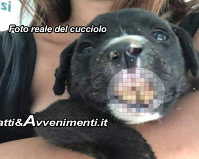 S. Margherita di Belìce. Cucciolo di cane in fin di vita trovato da volontari: “E’ stato preso a calci o bastonate”
