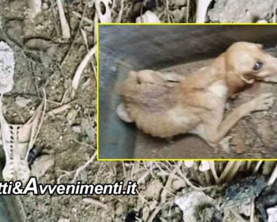 Orrore a Marsala: scoperta fossa comune di cani con una cagnetta ancora viva