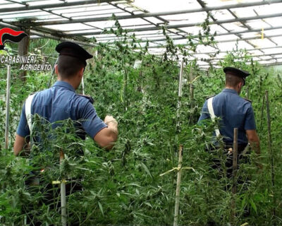 Ribera. Scoperta piantagione di marijuana tra ulivi e fichi d’India: arrestata coppia di 59 e 48anni