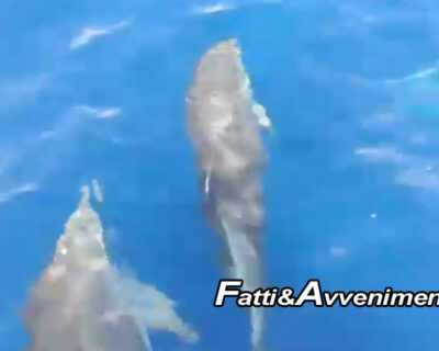 Isola di Levanzo, Trapani. Sei delfini giocano e danzano tra le onde: spettacolare video