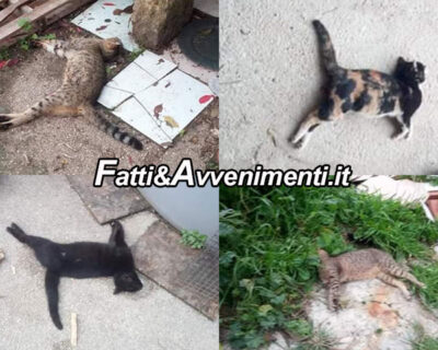 Sciacca. Rivoluzione Animalista dopo la strage di 17 gattini deposita esposto in Procura