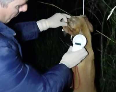 Cammarata. Trovato cucciolo impiccato ad un albero: indagini dei carabinieri per individuare gli assassini