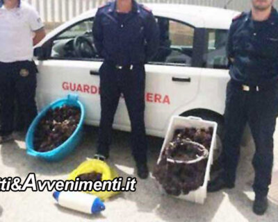 Menfi. La Guardia costiera a Porto Palo sequestra 50 ricci di mare e fa multa di 2000 € a pescatore sportivo