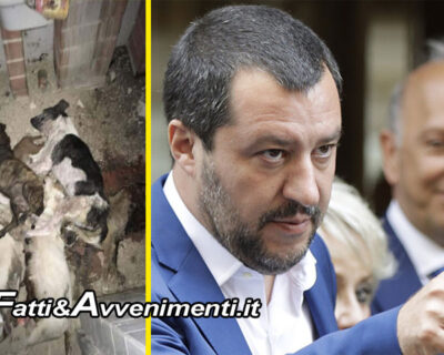 La mattanza dei randagi siciliani finisce sulla pagina di Salvini: “Vergognoso, puniremo chi maltratta gli animali”