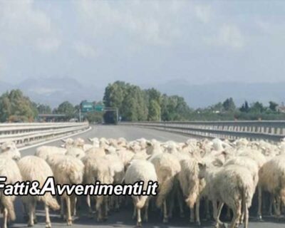Gregge di pecore sull’autostrada Palermo – Mazara del vallo: provvidenziale l’intervento della polizia