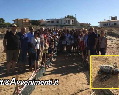 Agrigento, nate altre 41 tartarughine marine in Contrada Cannatello: ennesimo miracolo della natura
