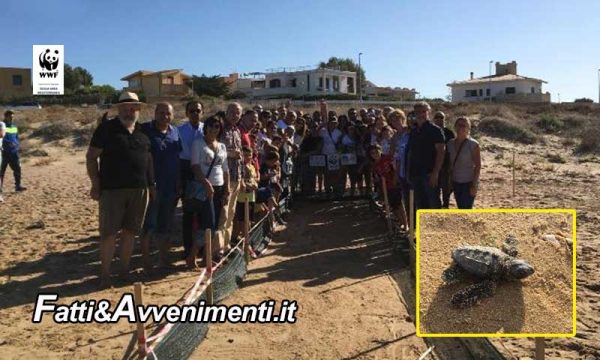Agrigento, nate altre 41 tartarughine marine in Contrada Cannatello: ennesimo miracolo della natura
