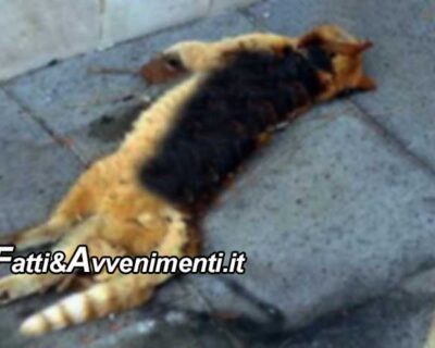 Marina di Ragusa. Atroce uccisione di 2 gattini: uno bruciato vivo e un altro soffocato con la cordicella