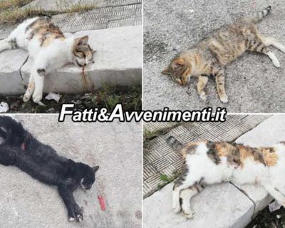 Ravanusa (AG). Avvelenata un’intera colonia di gatti randagi: indagano i carabinieri per risalire ai colpevoli