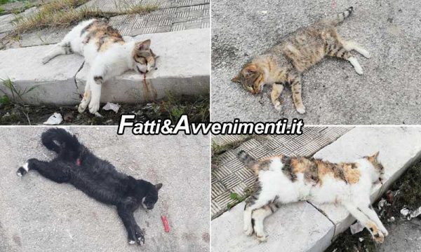 Ravanusa (AG). Avvelenata un’intera colonia di gatti randagi: indagano i carabinieri per risalire ai colpevoli