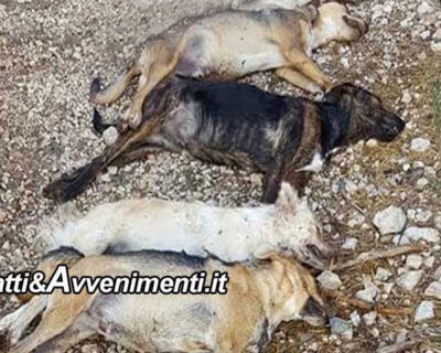 Aragona (AG). Strage di cane: 6 avvelenati: 4 morti, 2 sopravvissuti accolti dall’Associazione Aronne