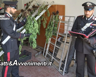 Ribera. Scoperta  piantagione di marijuana: i Carabinieri  arrestano un 50enne