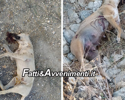Sciacca. 3 cani avvelenati, ma uno è stato caricato sul mezzo raccolta rifiuti e l’Asl non ne sa nulla