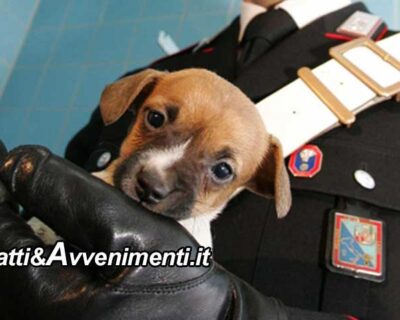 Augusta (SR). “Animalista” ruba cucciolo ad anziano e fugge: fermata dai carabinieri dice “non lo curava”. Denunciata