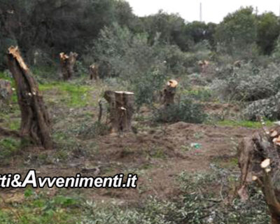 Burgio (AG). Intimidazione a bracciante agricolo: tagliati 200 alberi d’ulivo. Indagano i carabinieri