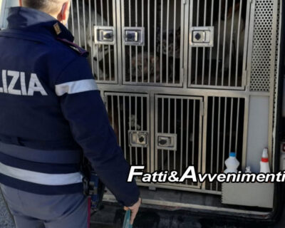 Agrigento, SS115. Trasporta 12 cani senza documenti: multa di 2500 euro, “andava a Malta”