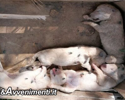 Sciacca. Gettano 5 cuccioli in una cassetta: 4 muoiono tra atroci sofferenze e divorati dalle mosche