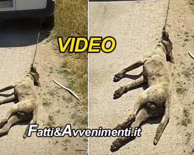 Mazara del Vallo. Rumeno trascina un cane fino alla morte poi gli spara e posta il video su FB: denunciato