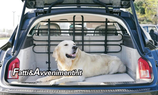 Legge & Diritto. Trasportare animali domestici su veicoli è consentito, ma attenti alle regole