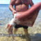 Triscina (TP). Pesca a mani nude una calamaro gigante