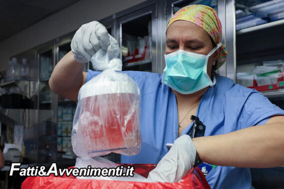 Salute & Benessere. Eseguito con successo in Usa il primo trapianto di un rene di maiale su paziente in vita